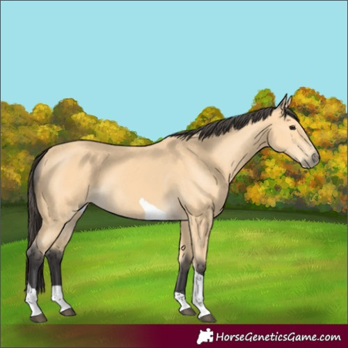 Horse Color:Buckskin Tobiano