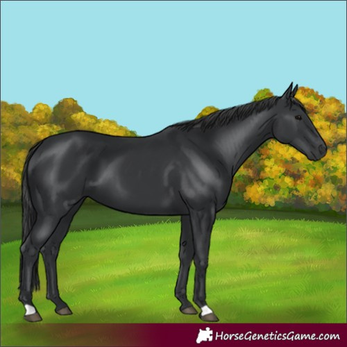 Horse Color:Black 