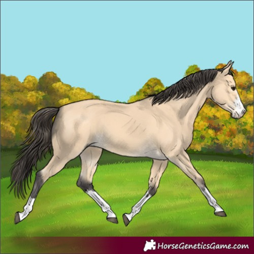 Horse Color:Buckskin 