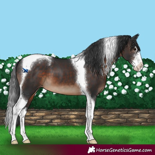 Horse Color:Brown Sabino Splash Tobiano Appaloosa