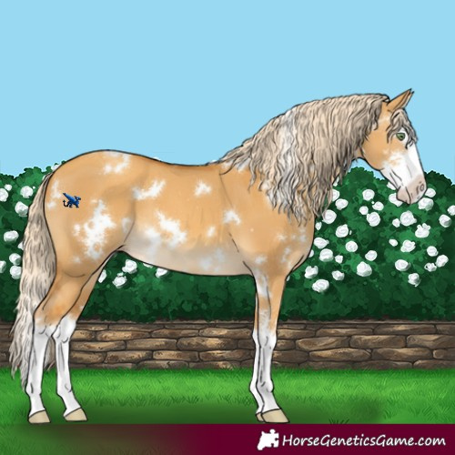 Horse Color:White Spotted Gold Cream Champagne Dun Sabino Splash 