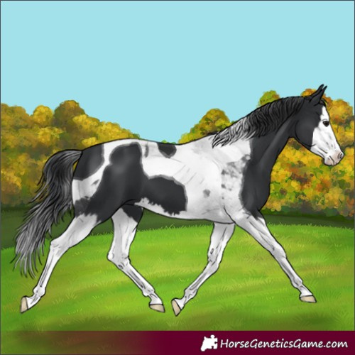 Horse Color:Black Splash Tobiano 