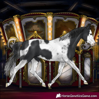 Horse Color:Black Splash Tobiano