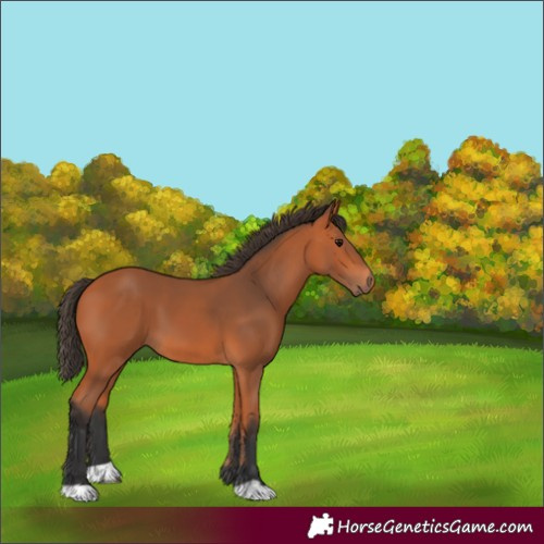 Horse Color:Unknown 