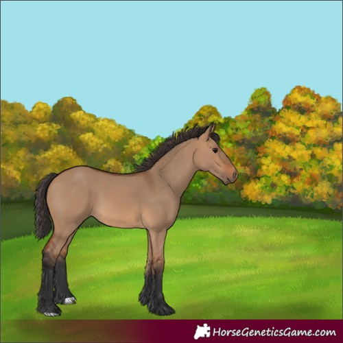 Horse Color:Unknown 