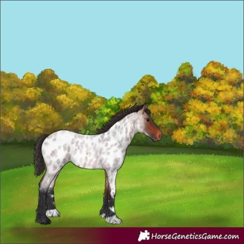 Horse Color:Bay Roan Appaloosa 