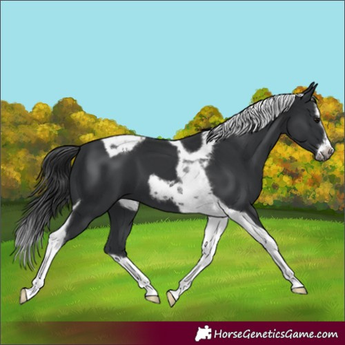 Horse Color:Black Splash Tobiano Frame 