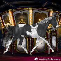 Horse Color:Black Splash Tobiano Frame 