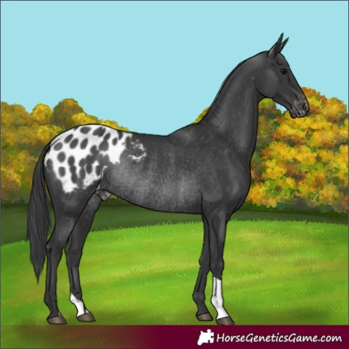 Horse Color:Black Appaloosa Rabicano 