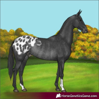 Horse Color:Black Appaloosa Rabicano 