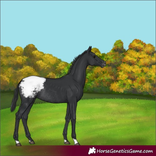 Horse Color:Black Appaloosa Rabicano 