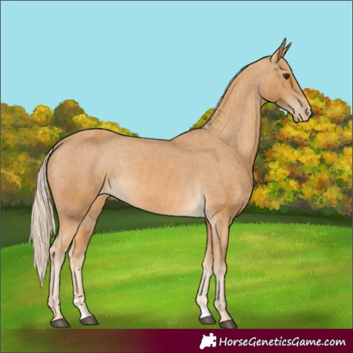 Horse Color:Palomino Varnish 