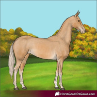 Horse Color:Palomino Appaloosa 