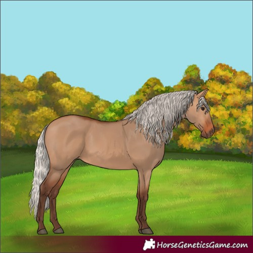 Horse Color:Silver Bay Dun 