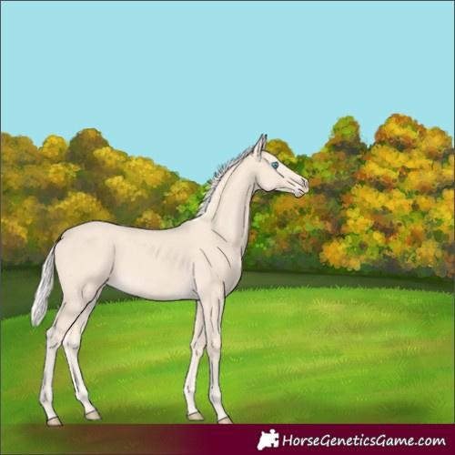 Horse Color:Cremello 