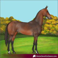 Horse Color:Bay 
