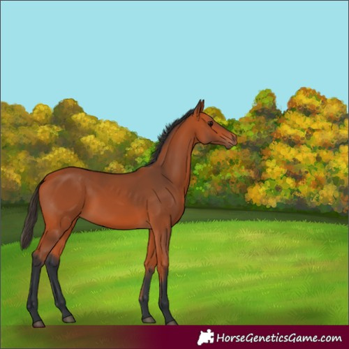 Horse Color:Bay 