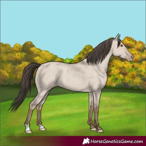 Horse Color:Classic Champagne Dun 