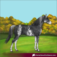 Horse Color:White Spotted Black 