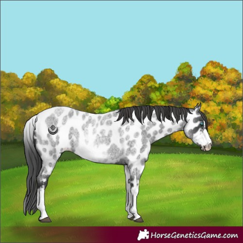 Horse Color:White Spotted Blue Roan Splash Frame Near Leopard 