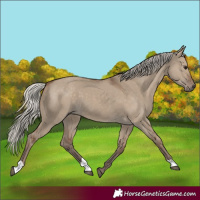 Horse Color:Silver Grullo