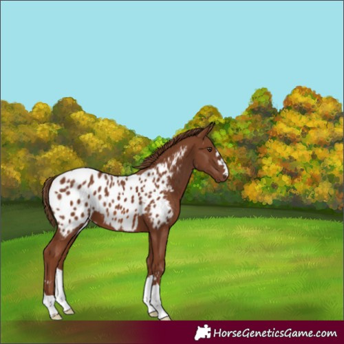 Horse Color:Chestnut Appaloosa 