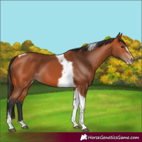 Horse Color:Bay Tobiano Frame 