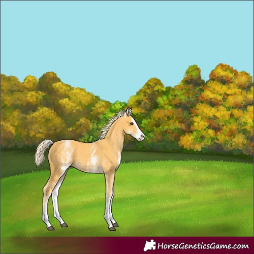Horse Color:White Spotted Palomino Splash 