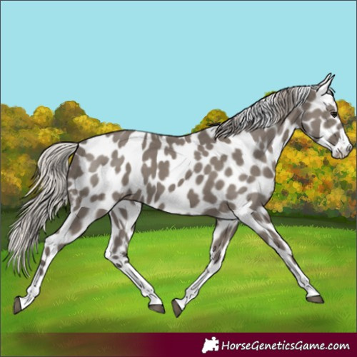 Horse Color:Silver Grullo Appaloosa 