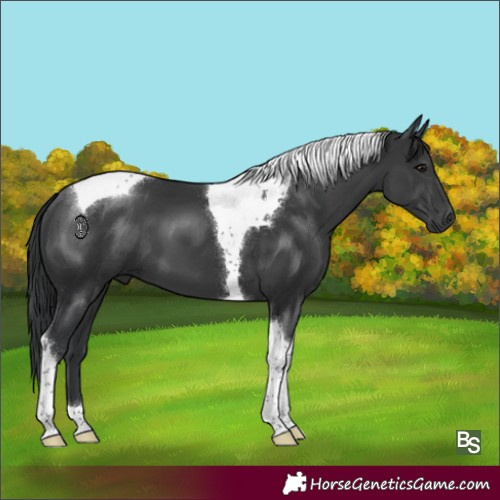 Horse Color:Black Tobiano