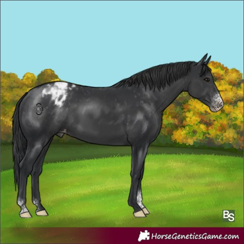 Horse Color:Black Sabino Appaloosa 