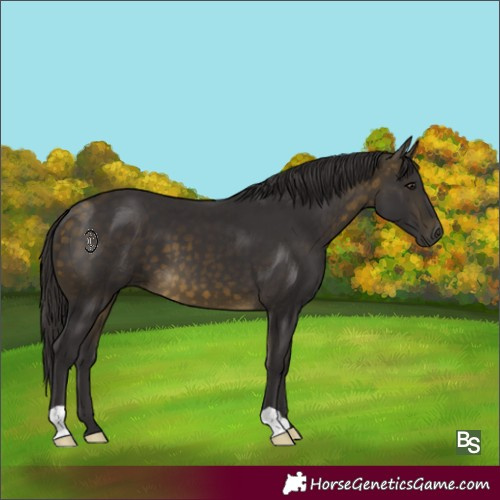 Horse Color:Buckskin 