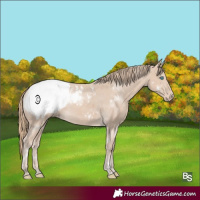 Horse Color:White Spotted Smoky Creme Appaloosa 