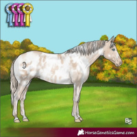 Horse Color:White Spotted Perlino Blanket Rabicano 
