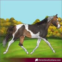 Horse Color:Buckskin Splash Tobiano Frame 