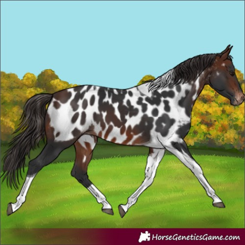 Horse Color:Brown Tobiano Near Leopard