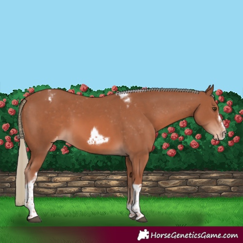 Horse Color:Chestnut Mushroom Tobiano Frame Appaloosa