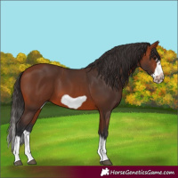 Horse Color:Unknown 