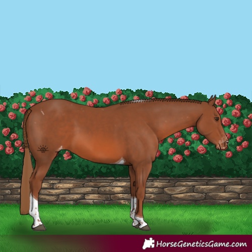 Horse Color:Chestnut Tobiano Skewed Appaloosa 