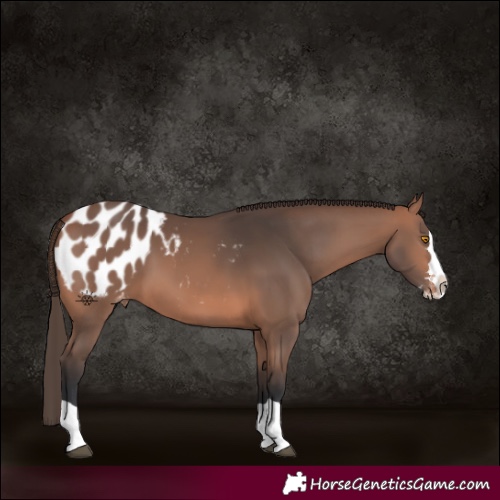 Horse Color:Bay Mushroom Splash Appaloosa Rabicano