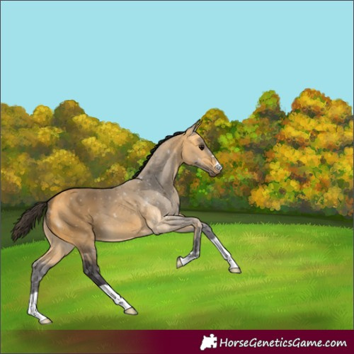 Horse Color:Buckskin 