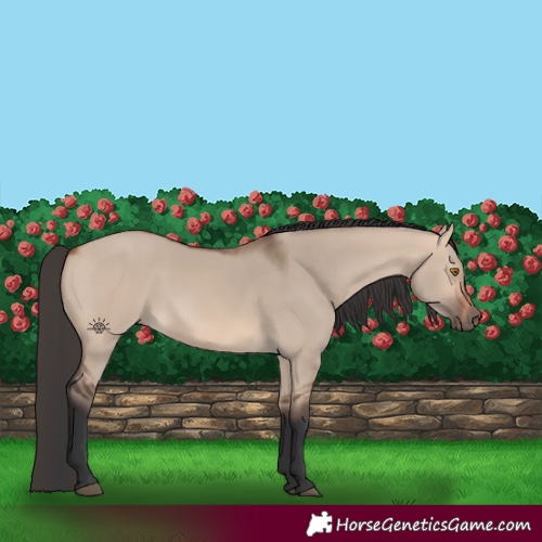 Horse Color:Bay Dun Mushroom Rabicano 
