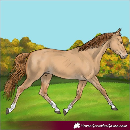 Horse Color:Red Dun 