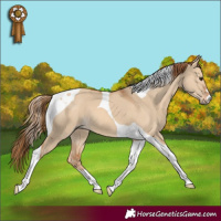 Horse Color:Red Dun Tobiano