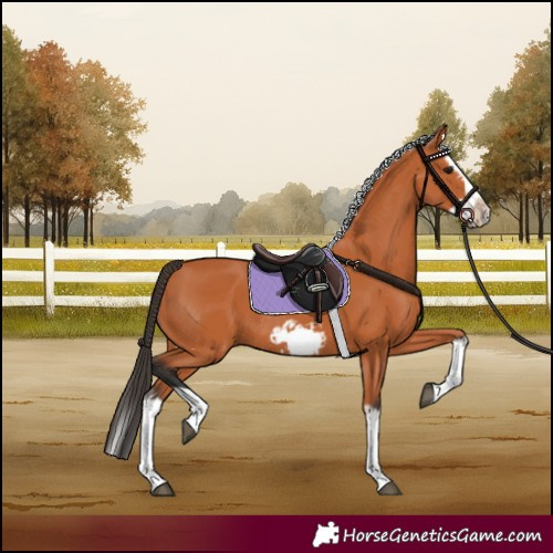 Horse Color:Bay Splash Frame  and Bay Splash Frame Rabicano 