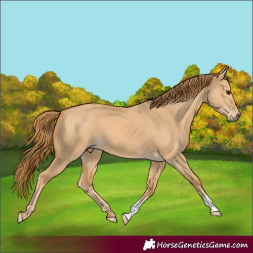 Horse Color:Red Dun