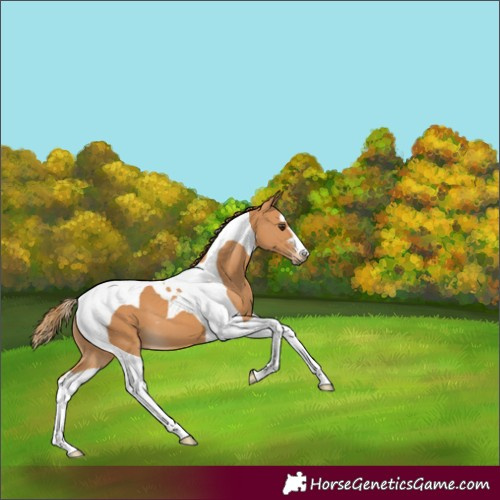 Horse Color:Chestnut Tobiano 