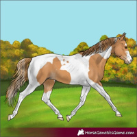 Horse Color:Chestnut Tobiano 