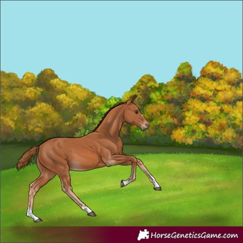 Horse Color:Chestnut 