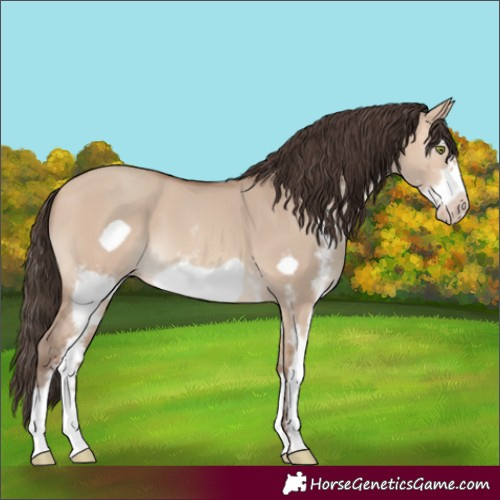 Horse Color:Amber Champagne Dun Sabino Frame 